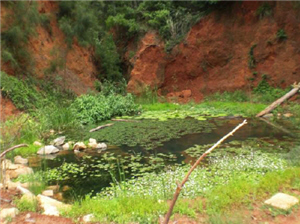 alt-把金門當成第二個家─栗喉蜂虎生態棲地維護與保育  -2