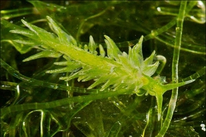 alt-New Recorded Species Discovered at Dongsha Island – Ercolania subviridis-1