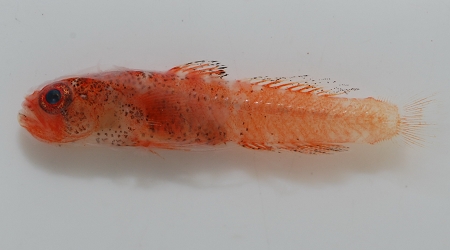 The world's smallest coral reef benthic fish species—Trimmatom nanus/Photographed by Chen Yi Xiong. The world's smallest coral reef benthic fish species—Trimmatom nanus/Photographed by Chen Yi Xiong.