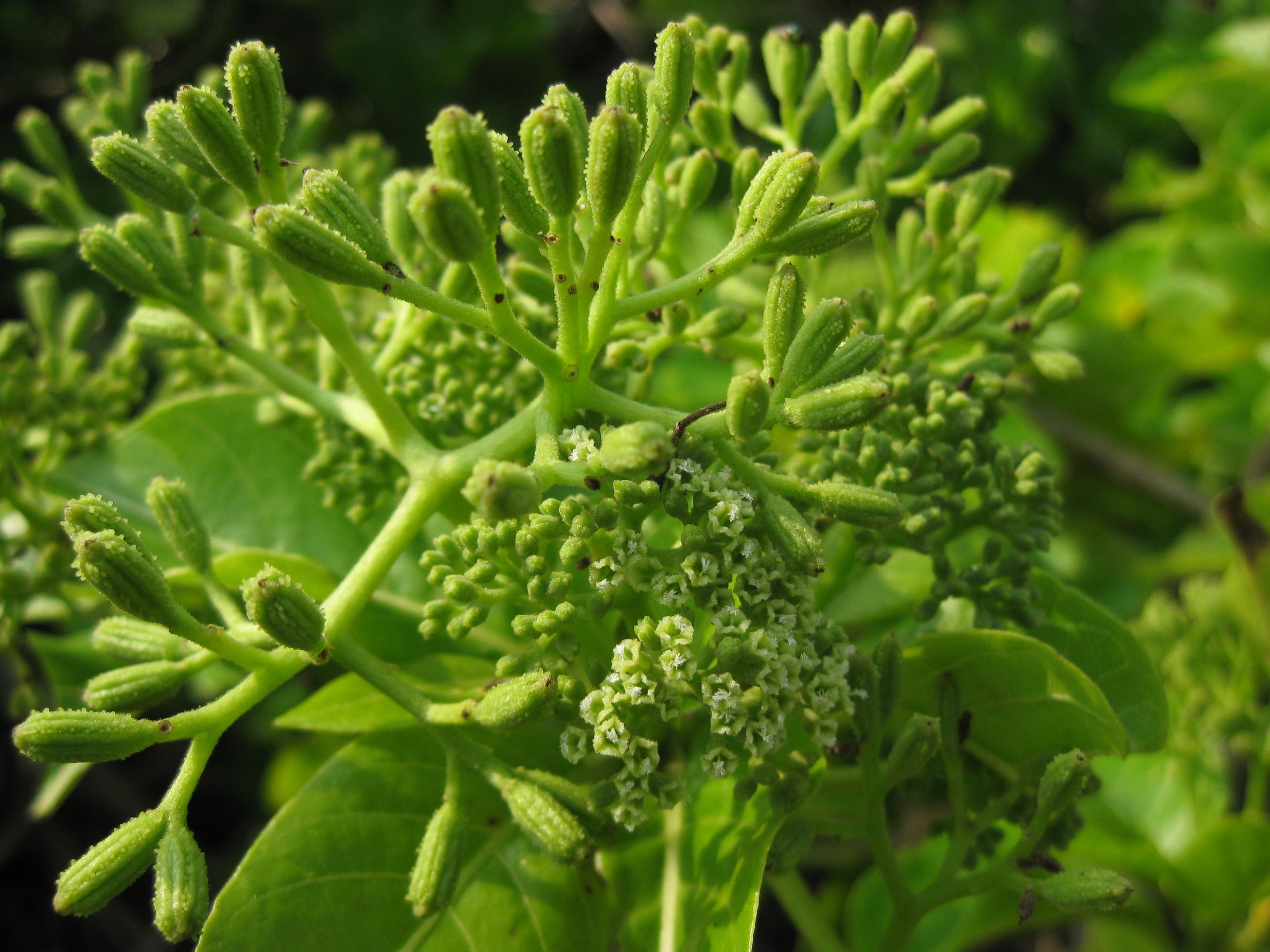 白避霜花雌花及果實 白避霜花雌花及果實
