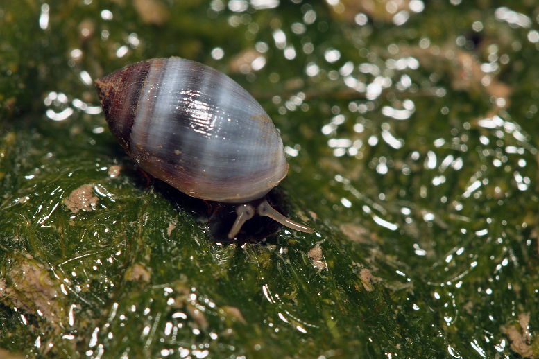 酒桶冠耳螺生態照