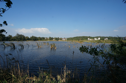 攀鱸-陵水湖棲地