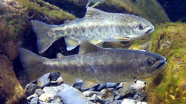 alt-臺灣櫻花鉤吻鮭飛越七家灣溪，成功建立衛星族群-1