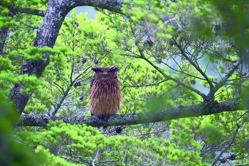 alt-「暗夜謎禽—黃魚鴞」 雪霸處生態影片暨新書發表-1