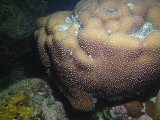 Coral spawning (budding)