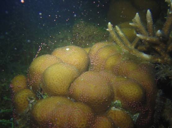 Coral spawning (dividing)