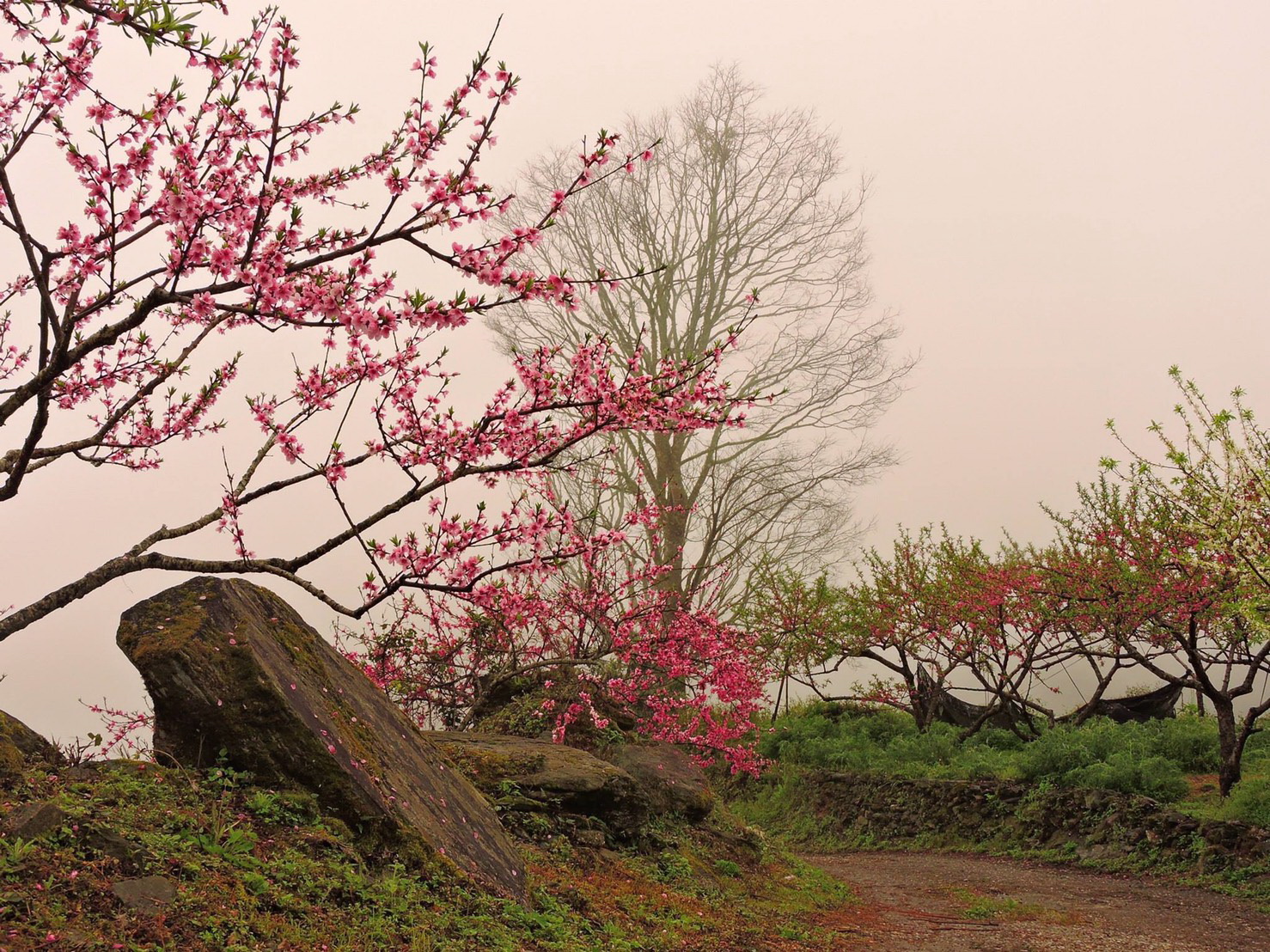 洛韶果園的水蜜桃花綻放