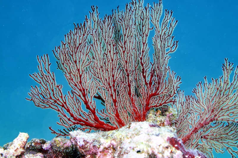 美麗紅扇珊瑚(海管處提供)