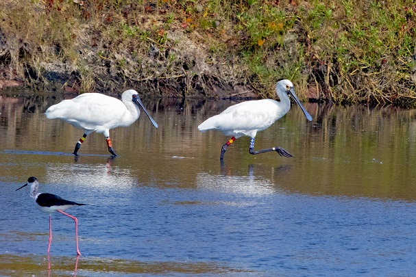 alt-Meet Black-Faced Spoonbills from Thousands of Miles Away in Taijiang-1