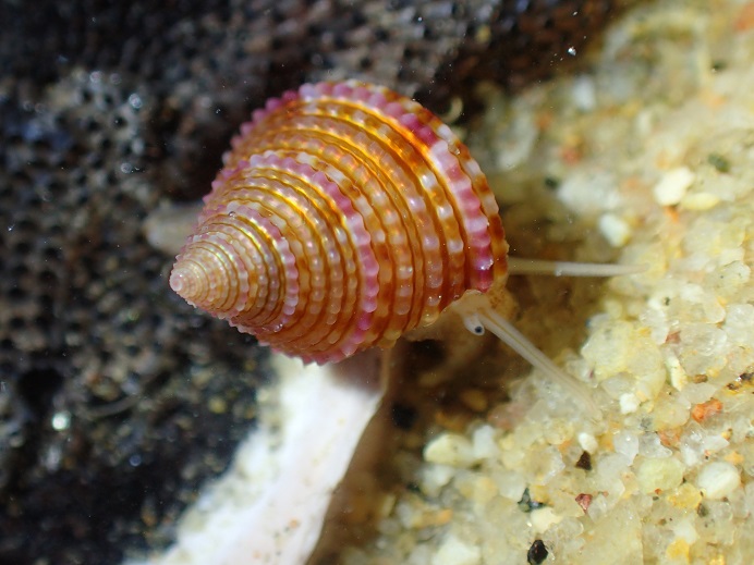 alt-How Exciting! New Species - Kinmen Top-shell - Discovered in Lieyu-1