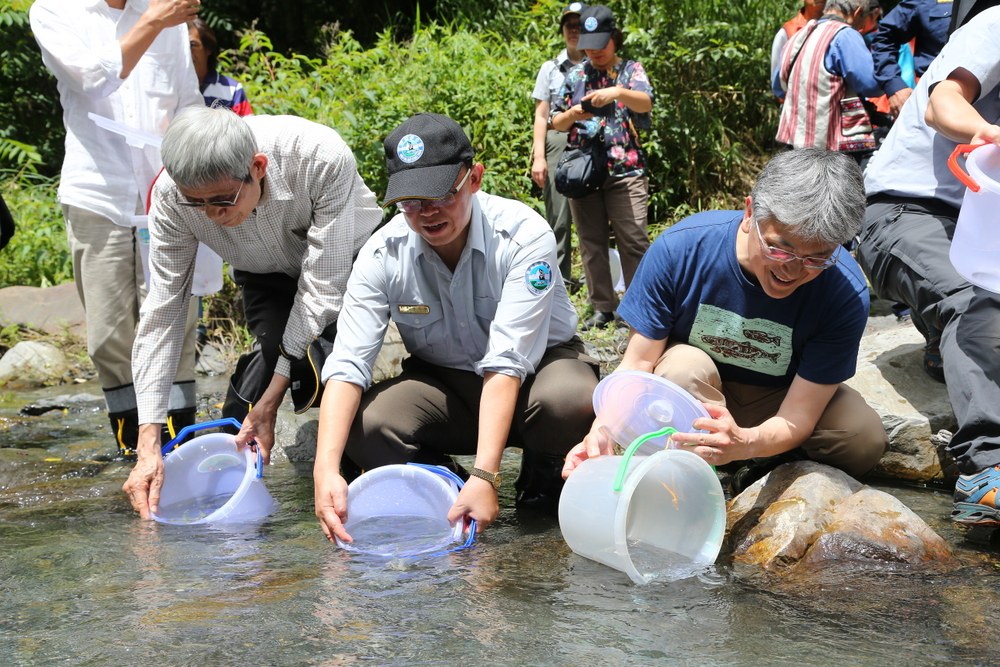 alt-歷劫鮭來：國寶魚臺灣櫻花鉤吻鮭的保育回顧與展望-1