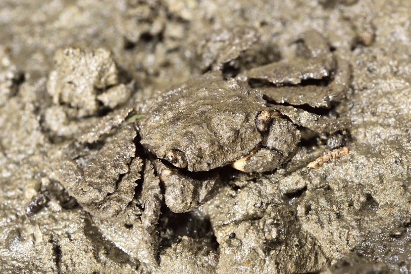 alt-1203巴氏泥毛蟹