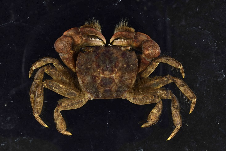 3. 柔毛折顎蟹(Ptychognathus pilosus)，是台灣已知的同屬蟹類中體型最大的，雄性的大螯具有兩撮明顯的絨毛，特徵明顯。目前在台灣只有一隻標本，被發現的地點是港口溪河床，受驚嚇時會往深水處跑，推測在港口溪是棲息於深水處的石縫中。