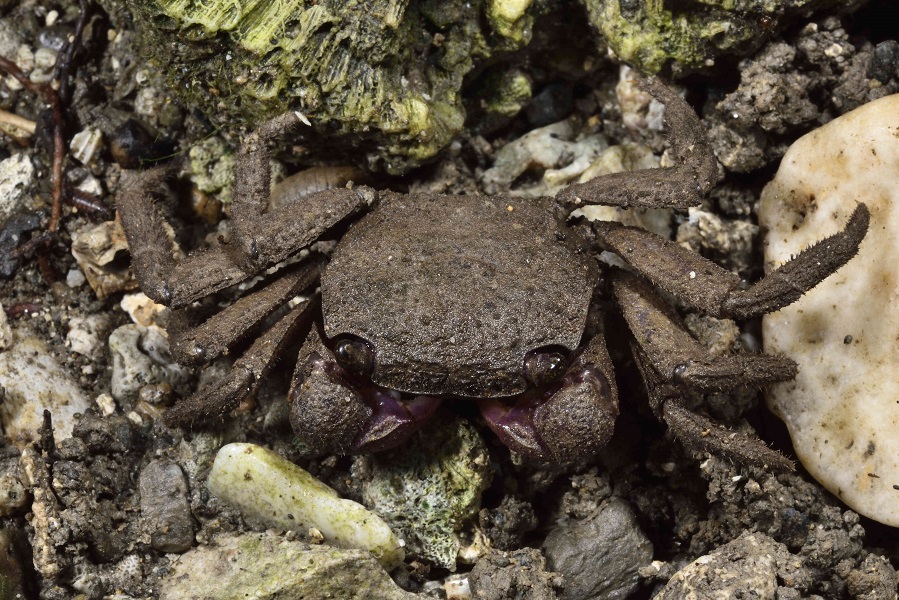5.柔毛泥毛蟹(Clistocoeloma villosum)，此種類早年只在香蕉灣的珊瑚礁區域發現過抱卵母蟹，直到2017年起，李政璋在綠島與墾丁發現此蟹經常棲息在高位珊瑚礁的縫隙中，並順利採集到足量的研究用標本才確定身分。