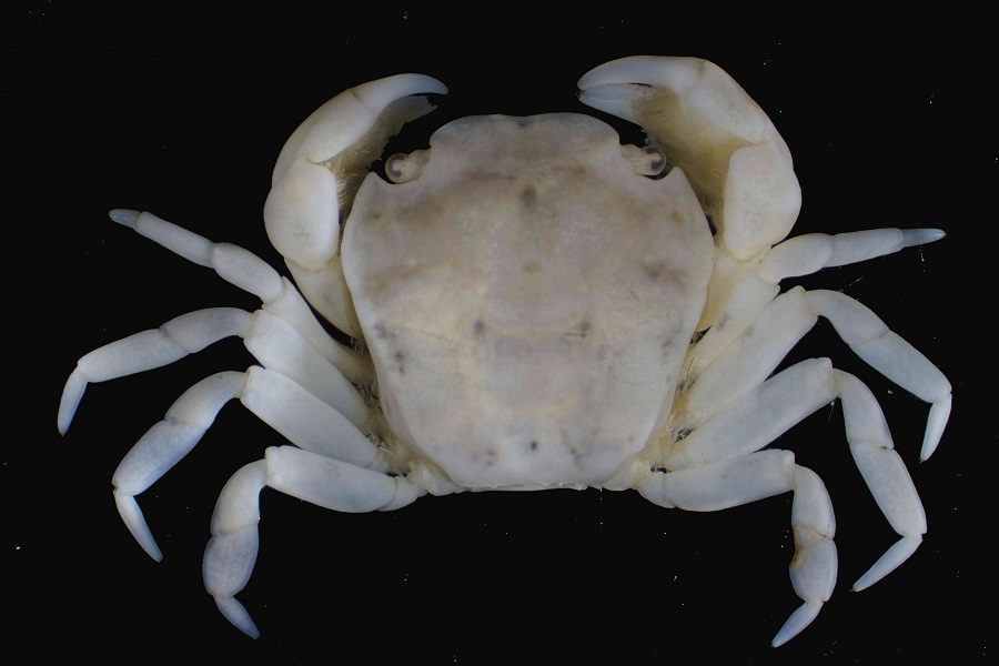 7.細毛盾背蟹(Scutumara laniger)，多數個體棲息在潮間帶的岩石與砂石交會處，施習德教授團隊在基隆與墾丁區域都有發現，推測台灣東部海岸都有分布。但此蟹體型很小，體色為灰白色，經常與細沙混為一體，在野外看起來像一塊貝殼破片，不容易發現。