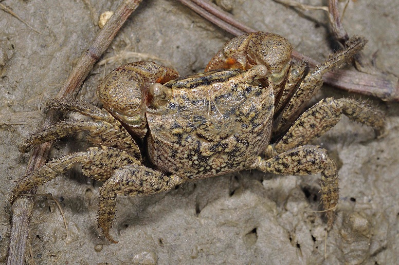 alt-陸蟹寶地墾丁，再現8種新螃蟹-3