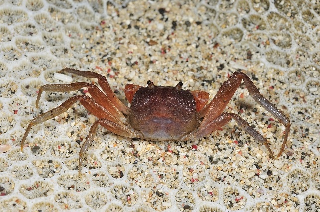 alt-陸蟹寶地墾丁，再現8種新螃蟹-5