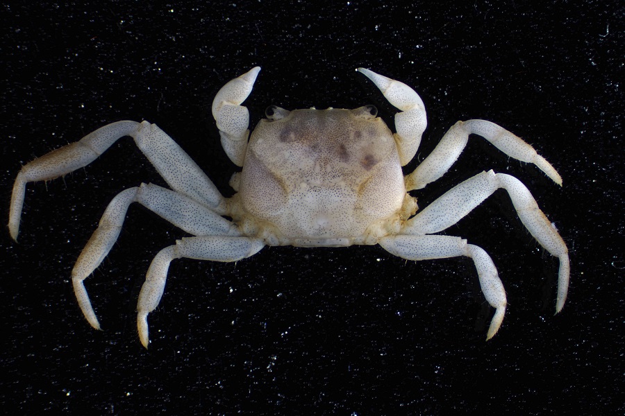 alt-1203長足圓方蟹