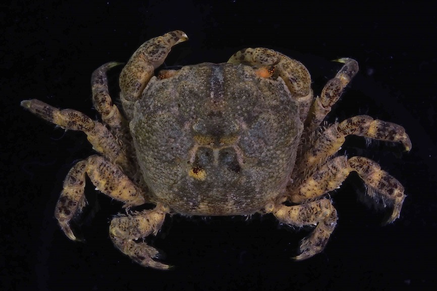 1.顆粒方顎蟹(Pyxidognathus granulosus)，又稱鵝卵石蟹，顧名思義，體態像一顆卵石，平常棲息於清澈的淡水溪流，遇到敵人會裝死，目前只在港口溪浮水橋上游與中港溪下游有發現。