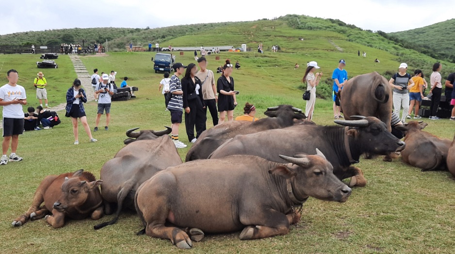 alt-維持人牛和諧新關係 切勿驚擾逗弄野化水牛-1