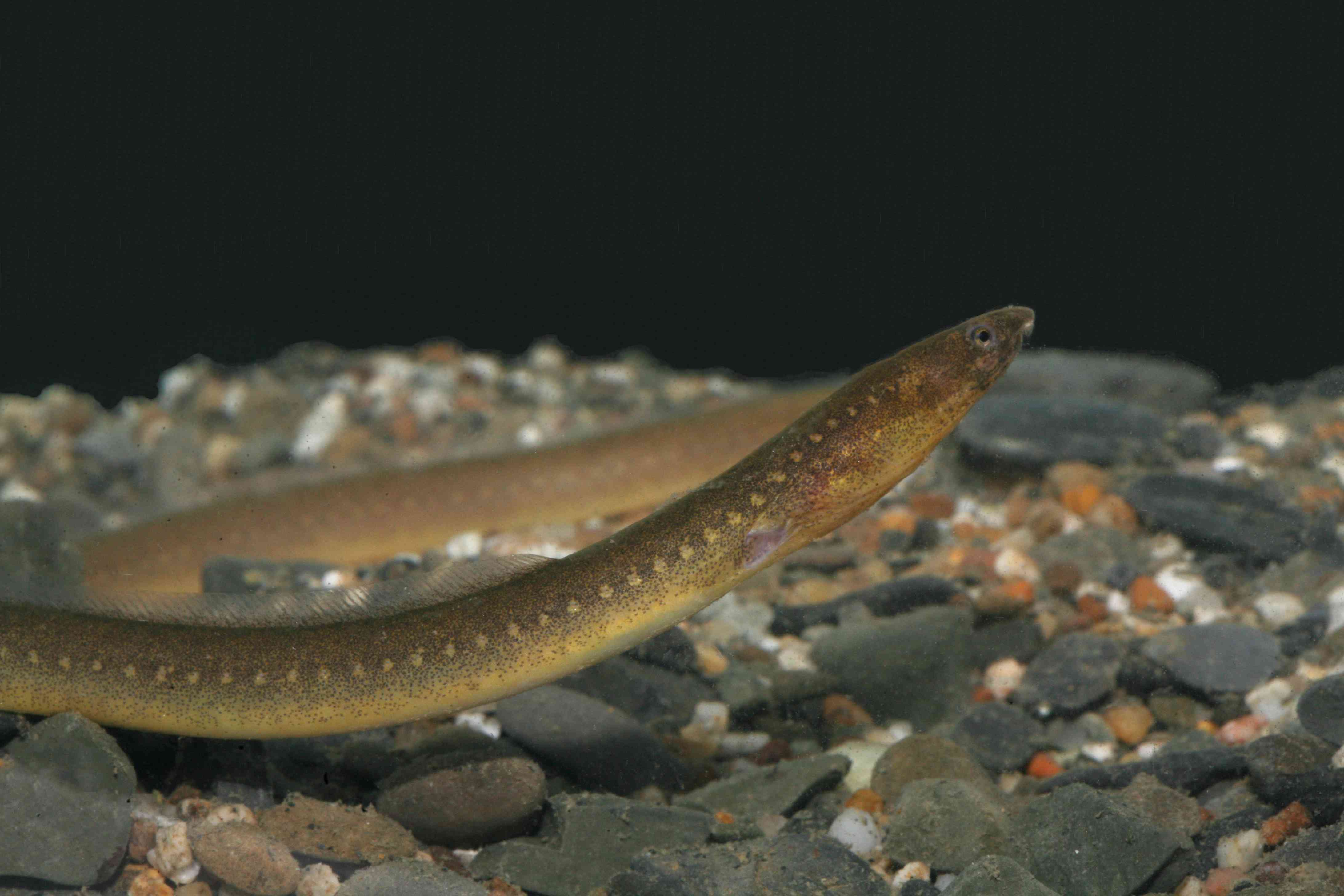 alt-A New Species Added to the Kenting National Park Record Sightings of “Snake Eels” in Gangkou Creek-1