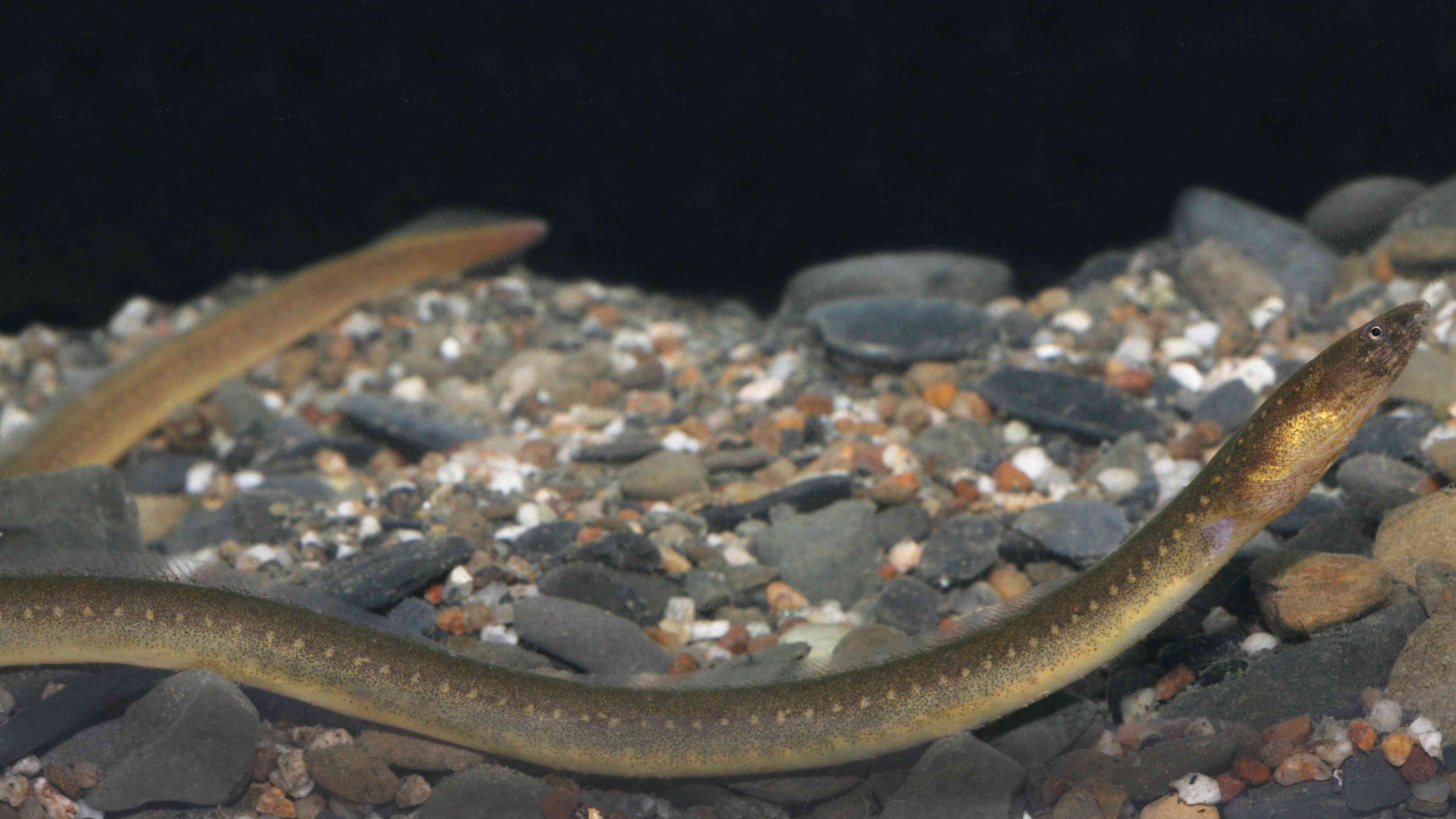 alt-A New Species Added to the Kenting National Park Record Sightings of “Snake Eels” in Gangkou Creek-2
