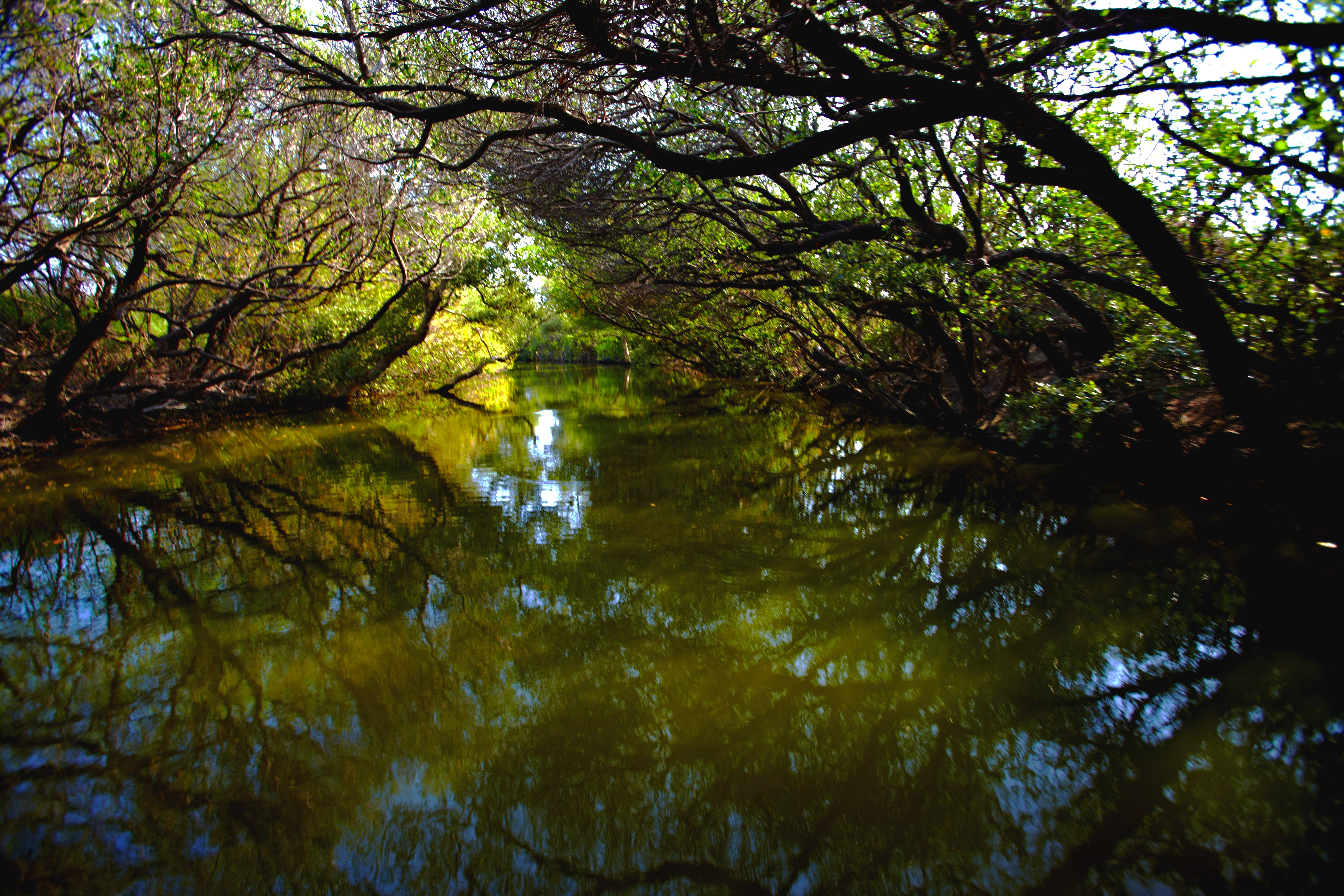 台江知名祕境—四草綠色隧道，只能由水路欣賞獨一無二的美景；搭乘台江解說專車，乘船免排隊喔！