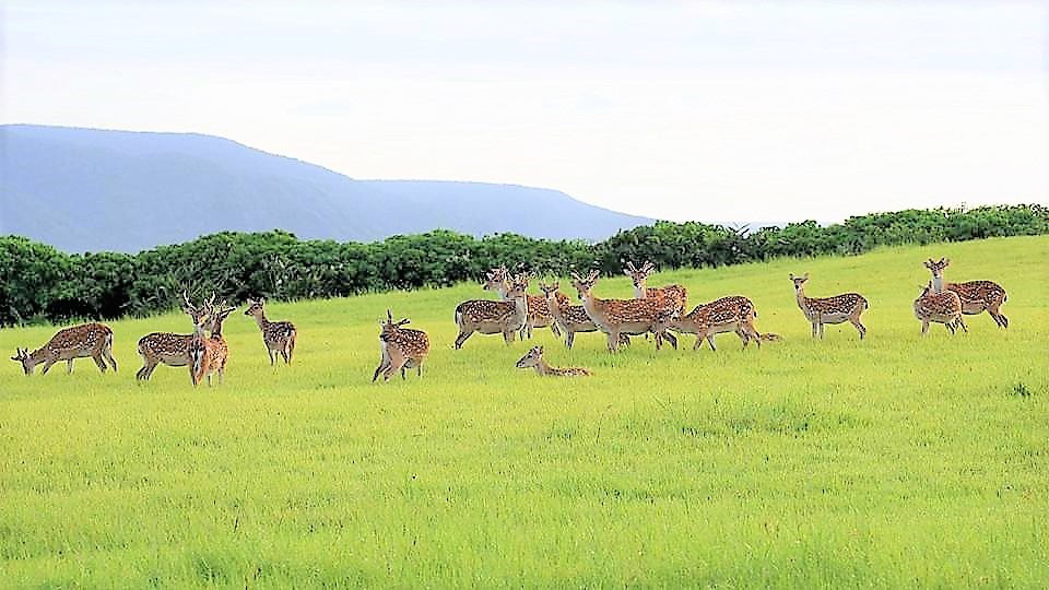 alt-三代同遊梅花鹿草原-1