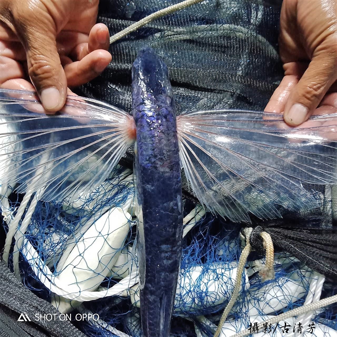 alt-『飛魚時節相約@墾丁』-1