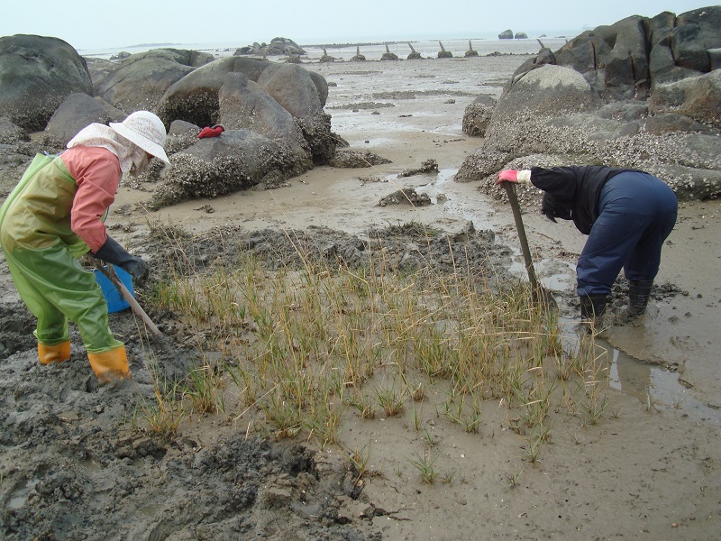 小範圍人工清除情形（馬山）
