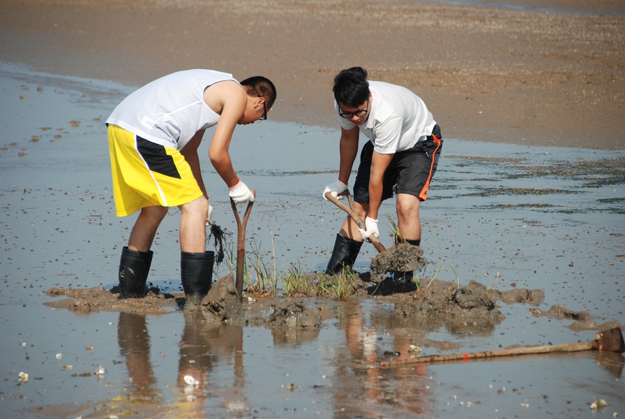alt-金管處：持續清除強勢外來種「互花米草」 守護國家公園珍貴資源-4