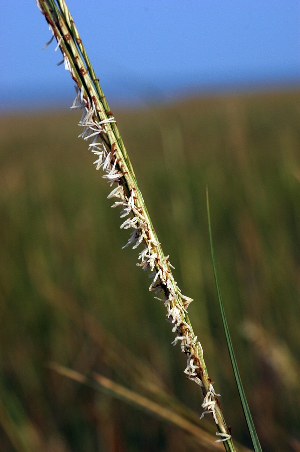 alt-金管處：持續清除強勢外來種「互花米草」 守護國家公園珍貴資源-1