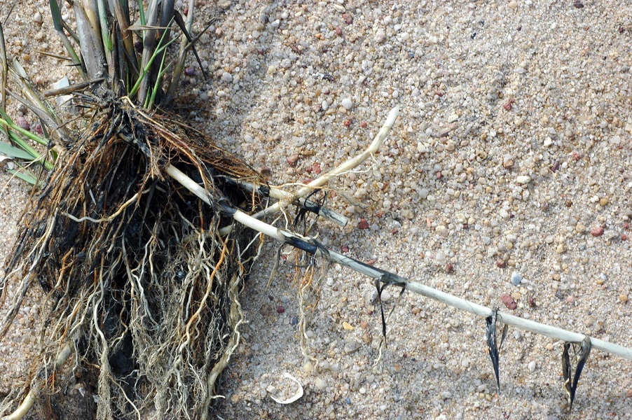 互花米草根系發達