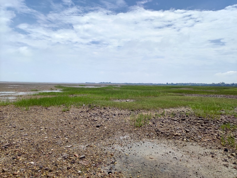 alt-金管處：持續清除強勢外來種「互花米草」 守護國家公園珍貴資源-2