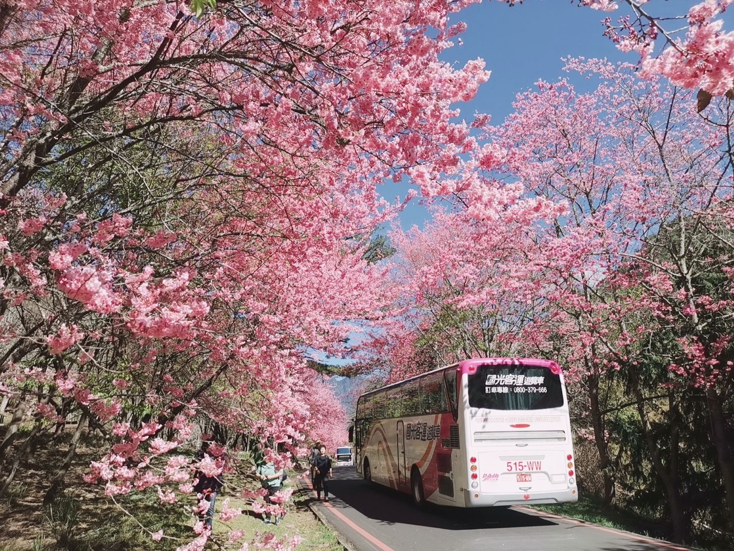 110年武陵櫻花季(110年2月拍攝)