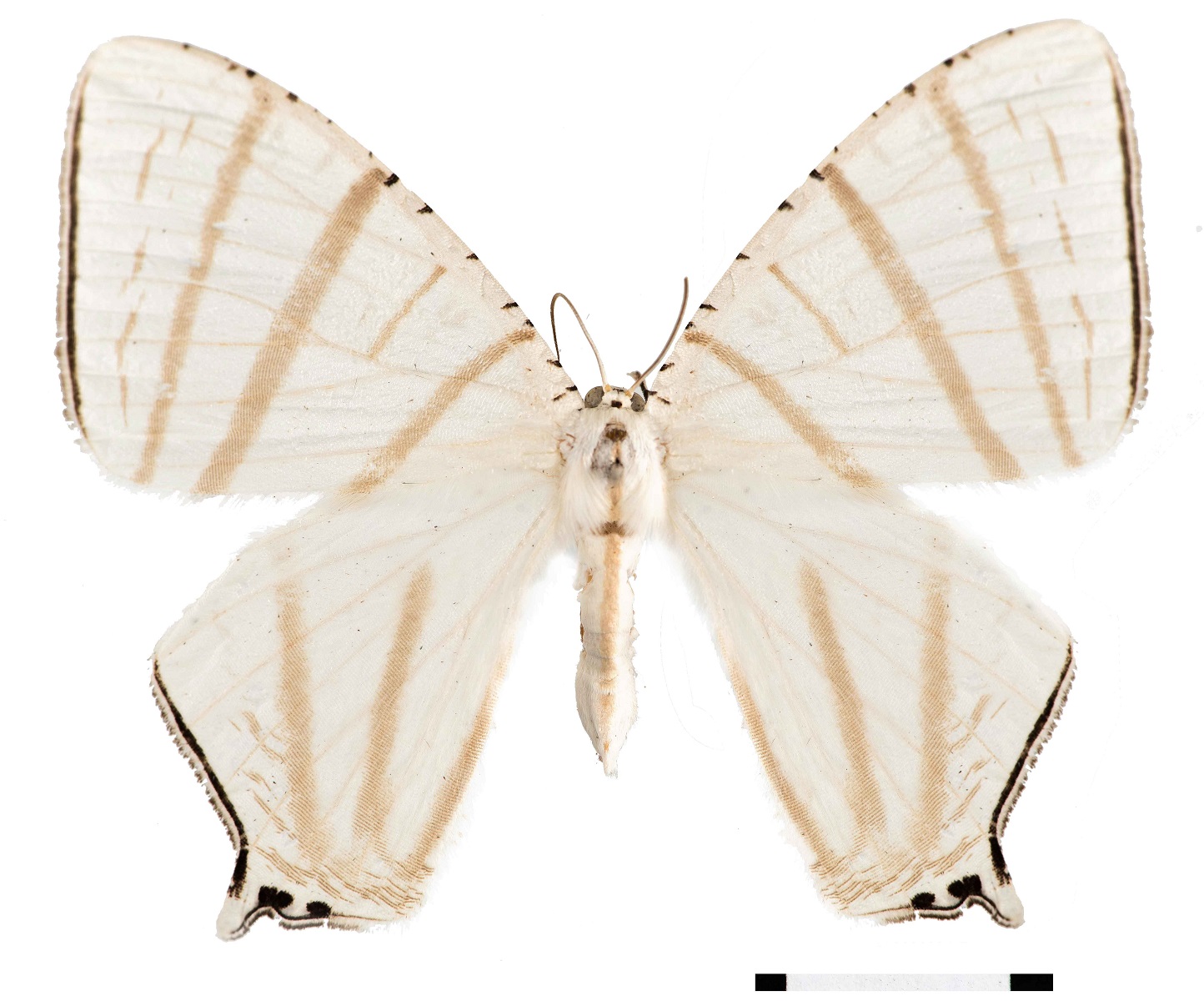 alt-Illustrated Guide to the Moths of Kenting National Park Published 265 Newly Recorded Species-2