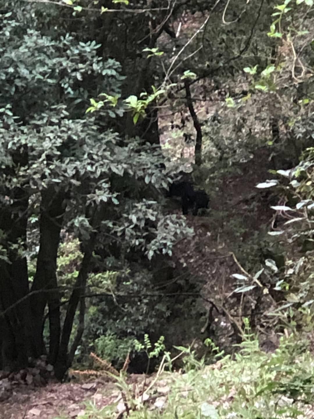 alt-八通關黑熊出沒 登山處變不驚-1