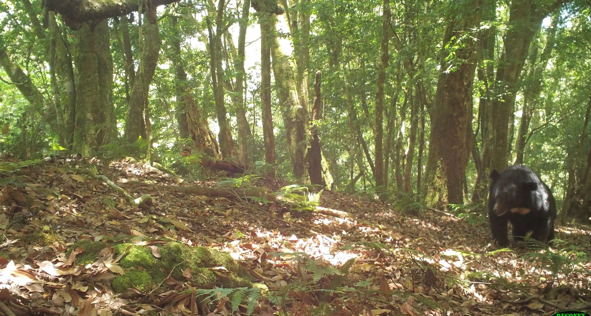 玉管處委託研究紅外線自動相機拍攝到的臺灣黑熊照片