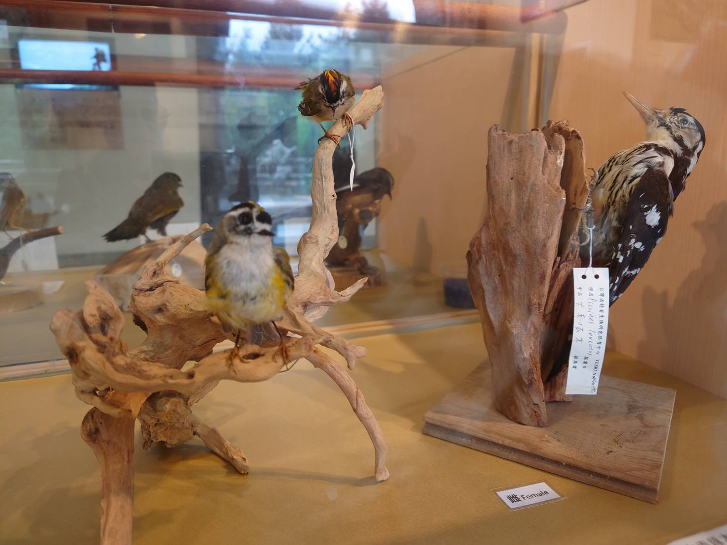 20種塔塔加鳥類標本展示
