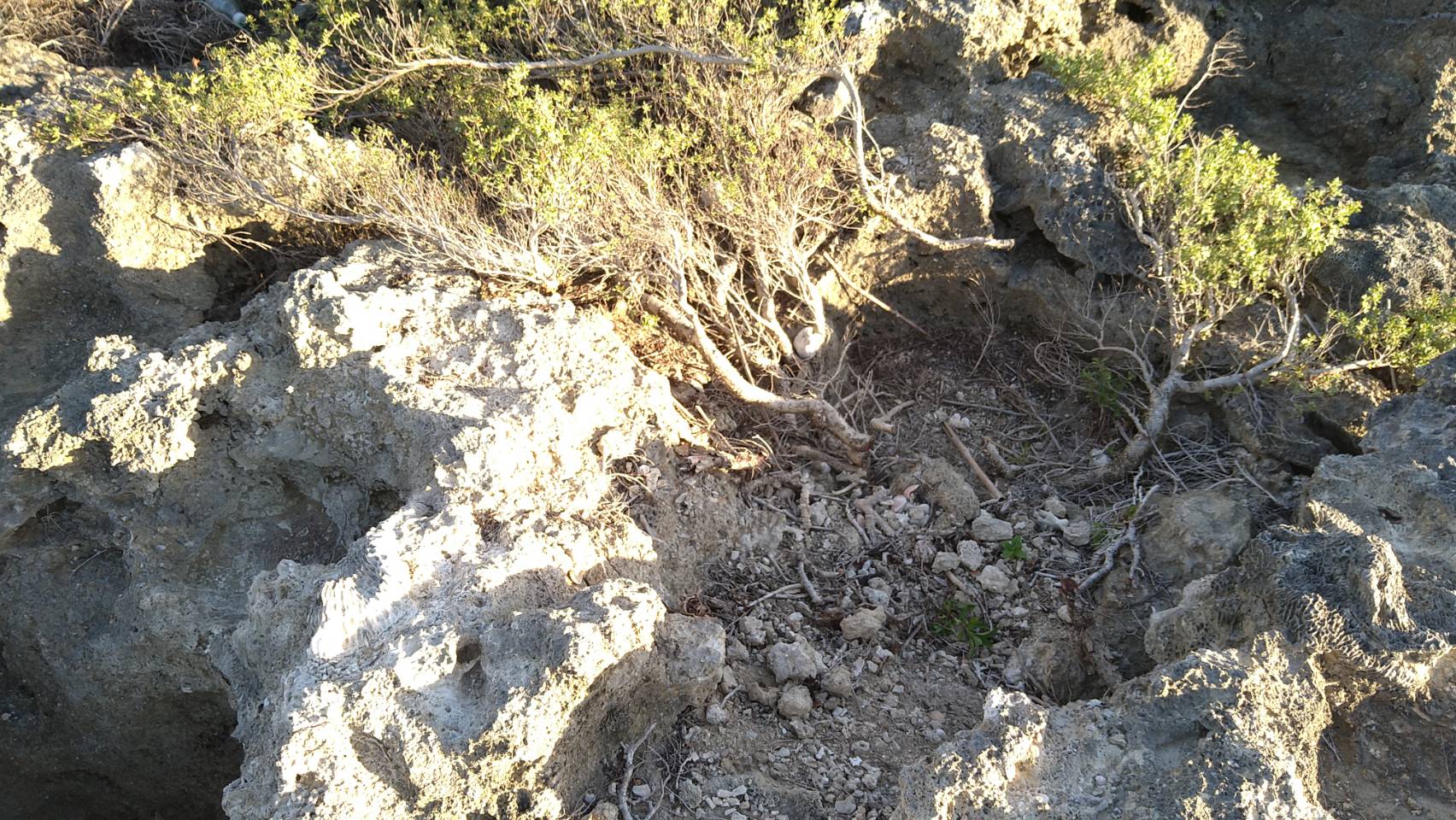 水芫花被盜採情形