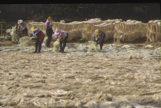 往昔曬麻絲的情景