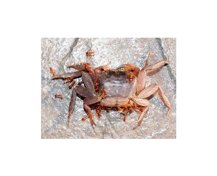 黃狂蟻攻擊陸蟹