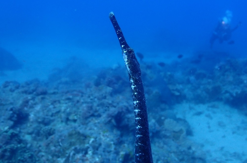 alt-稀有海洋生物─長鼻粗吻海龍、褐帶少女魚 現身墾丁-1