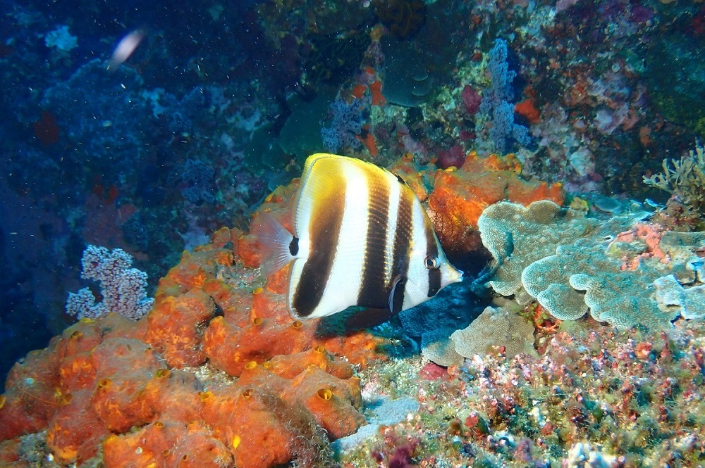 褐帶少女魚(Coradion altivelis)蝴蝶魚科；最大體型15公分；世界分布：印度至西太平洋；棲息環境：礁區近海沿岸；棲所生態：棲息於岩岸淤沙水域或受保護的珊瑚礁區。（臺灣魚類資料庫）。