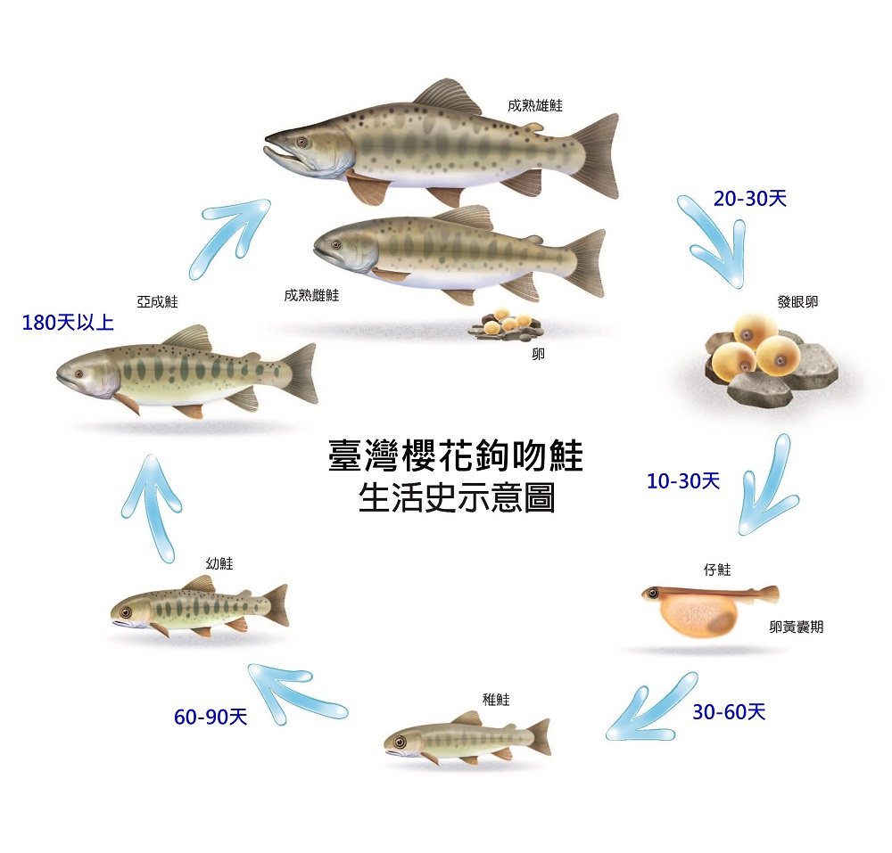 alt-臺灣櫻花鉤吻鮭復育有成  野外數量達1.5萬尾，再創新高-2
