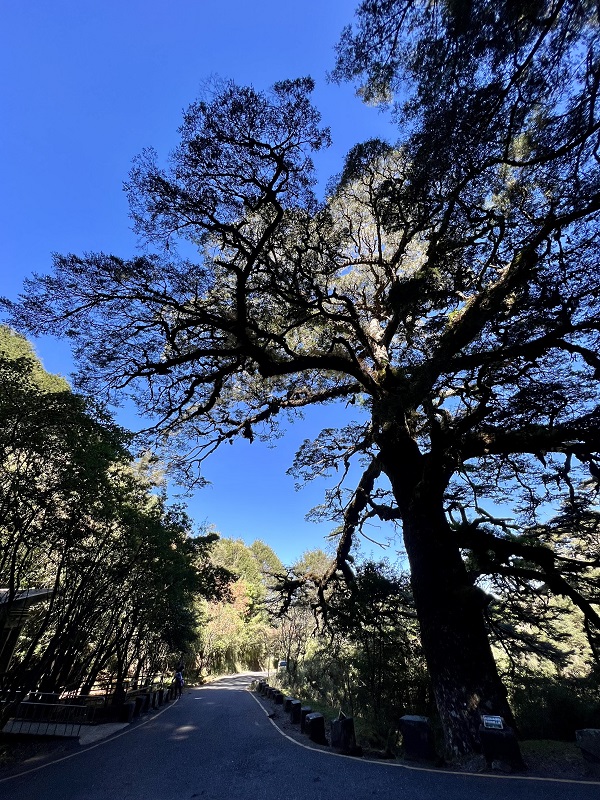 大鐵杉往排雲登山服務中心無障礙步道/營建署國家公園組提供
