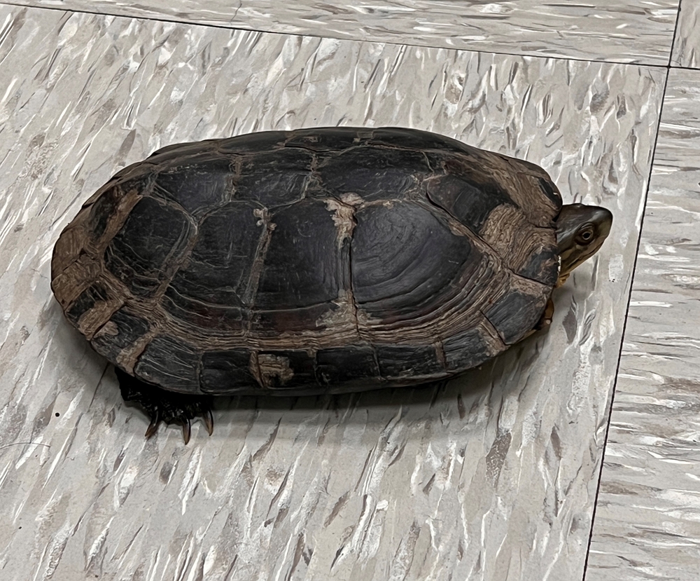 alt-瀕臨絕種保育類柴棺龜現身布洛灣山月村 太管處籲請民眾共同配合不隨意放生或棄養-1