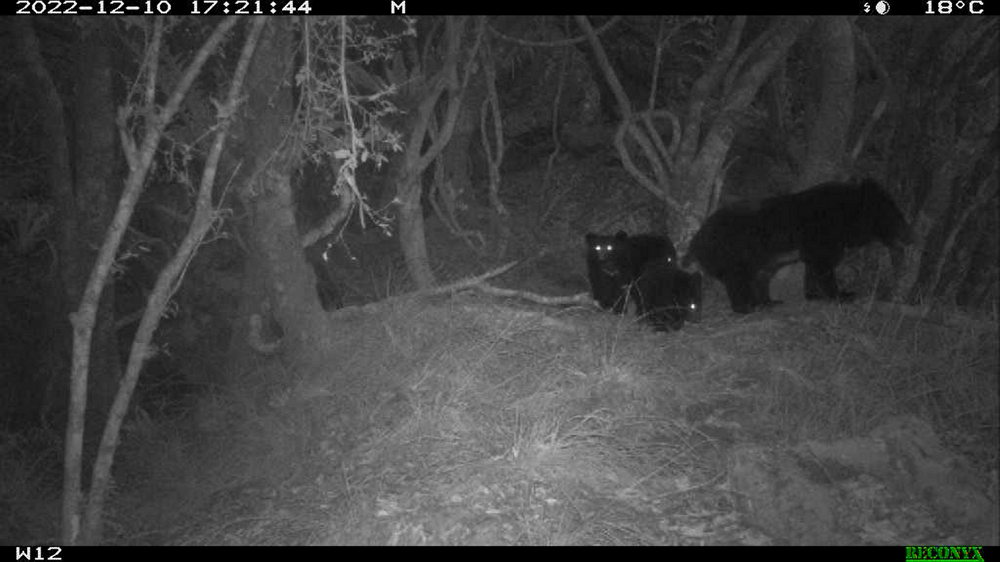 alt-Successful Conservation of Formosan Black Bears in Yushan, Collaboration on Local Habitat Protection-1