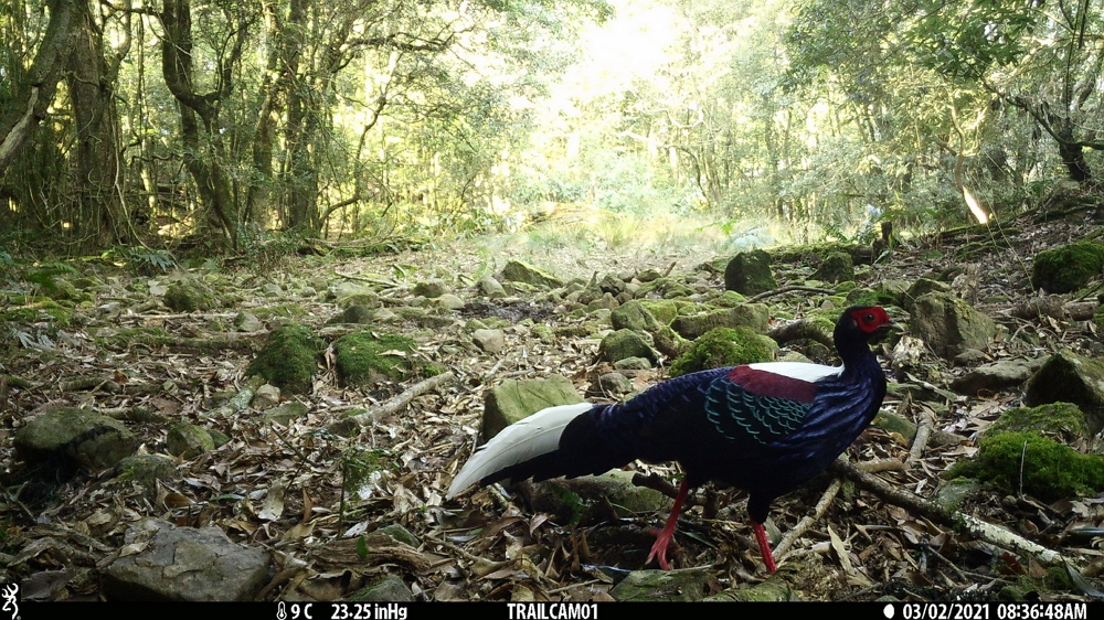 alt-Successful Conservation of Formosan Black Bears in Yushan, Collaboration on Local Habitat Protection-2