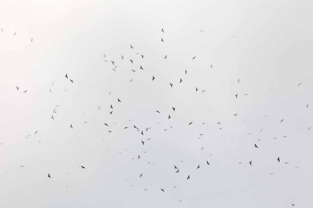 alt-赤腹鷹群抵達！墾丁迎來今年首波秋季過境猛禽-1